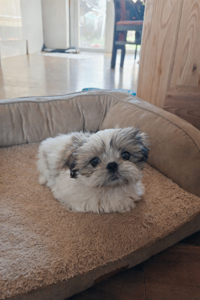♥️Adorable girl pure bread shih tzu ♥️