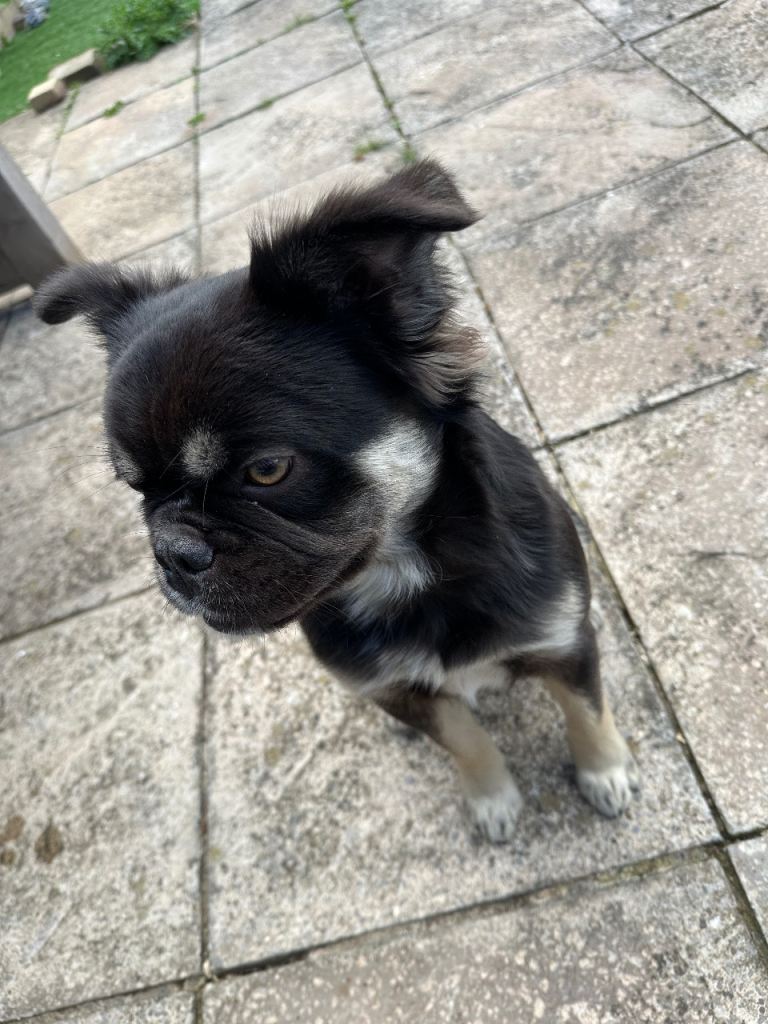 Fluffy frenchie