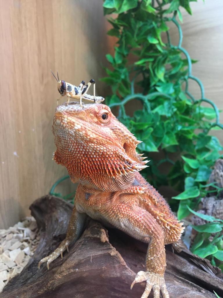 Vivarium and starter set-up for bearded dragon