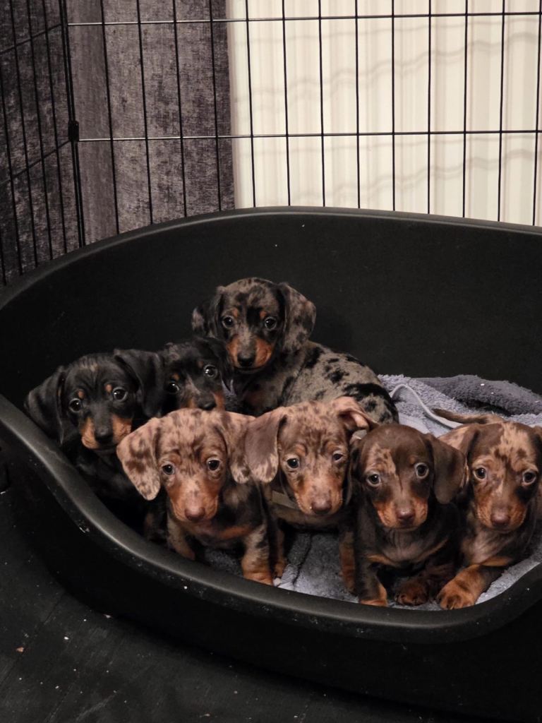 Mini dachshund puppies ready 9 April