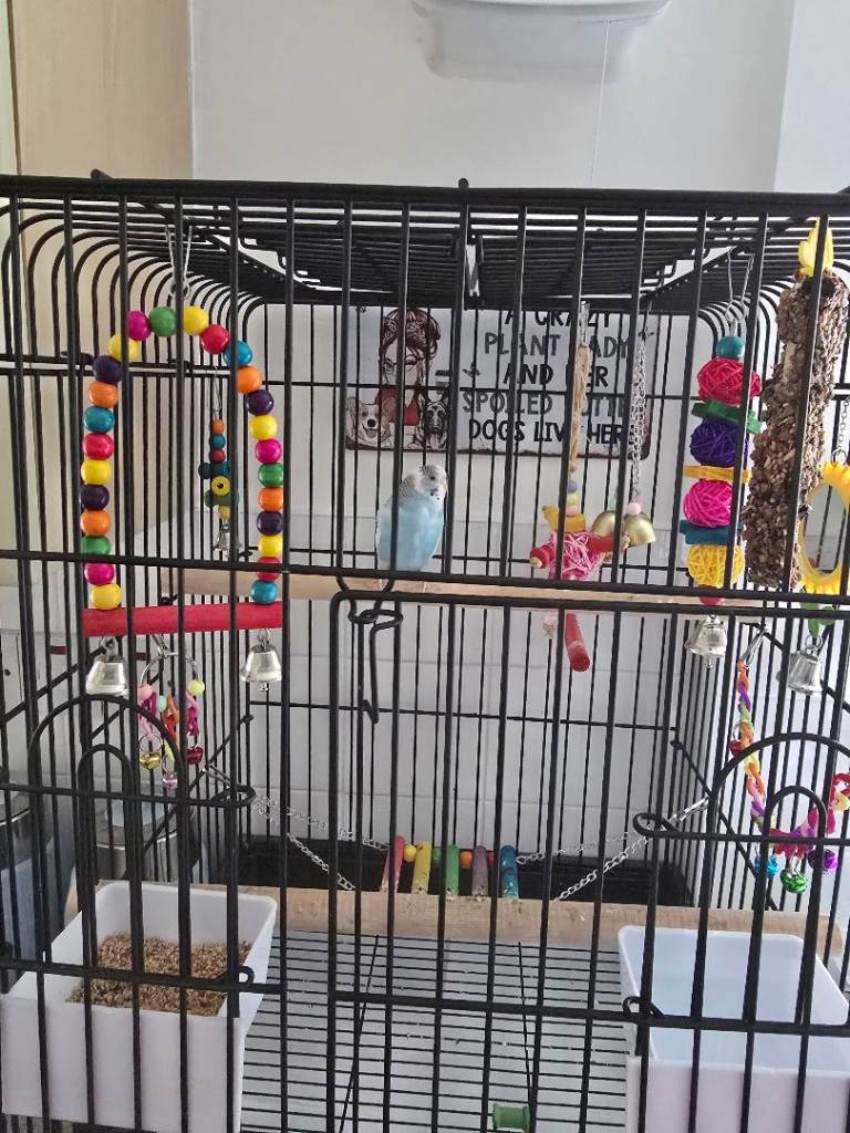 Budgie and cage
