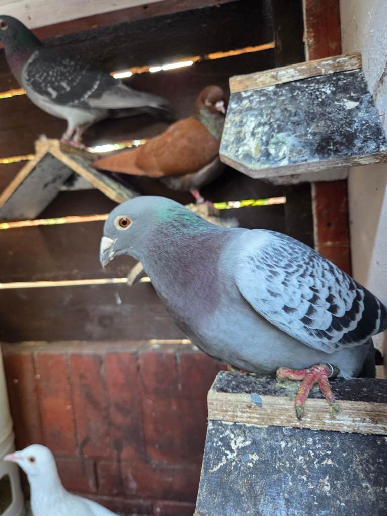Pigeons for sell  for £15 each and good condition