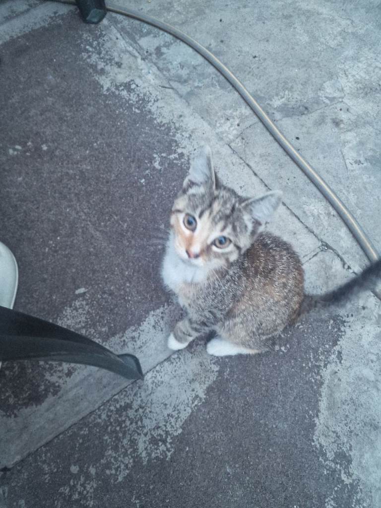 Kitten for sale