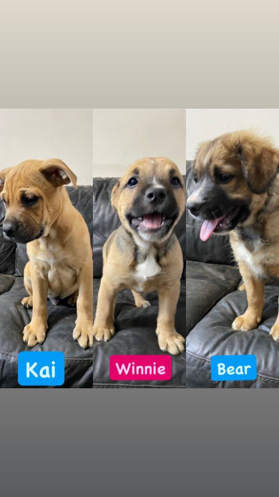 German Shepherd X staff puppies for sale