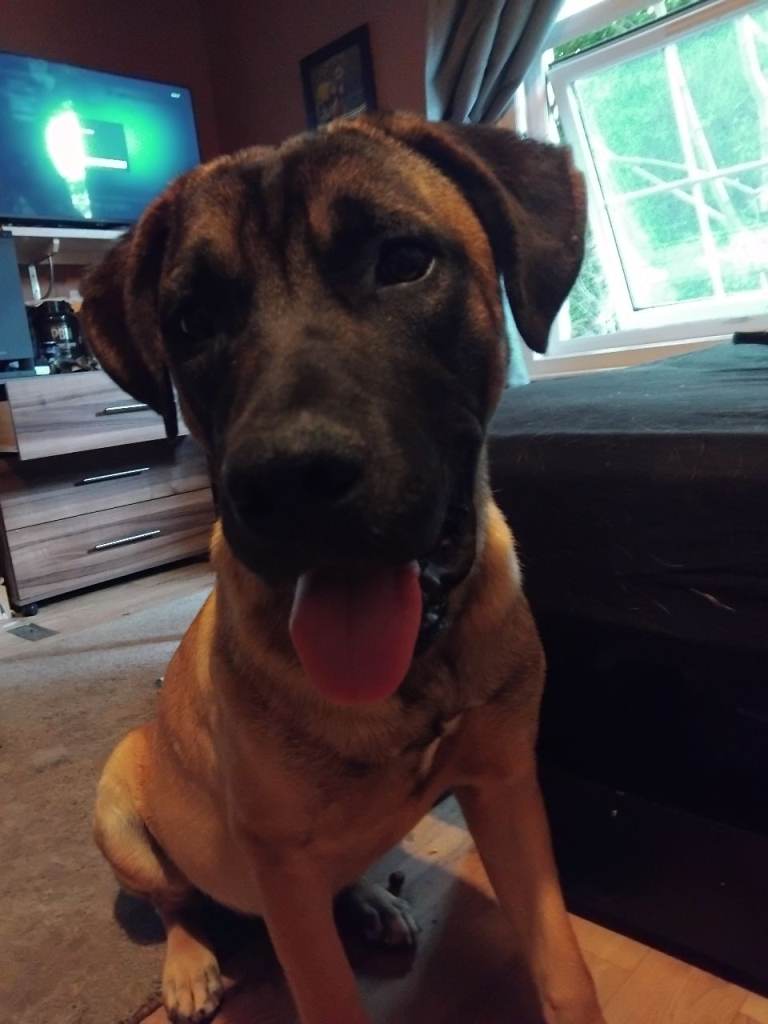 German shepard x cane corso boy 9months