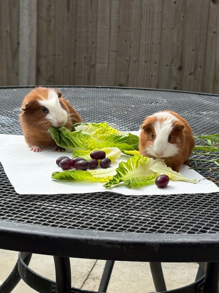 Guinea Pig