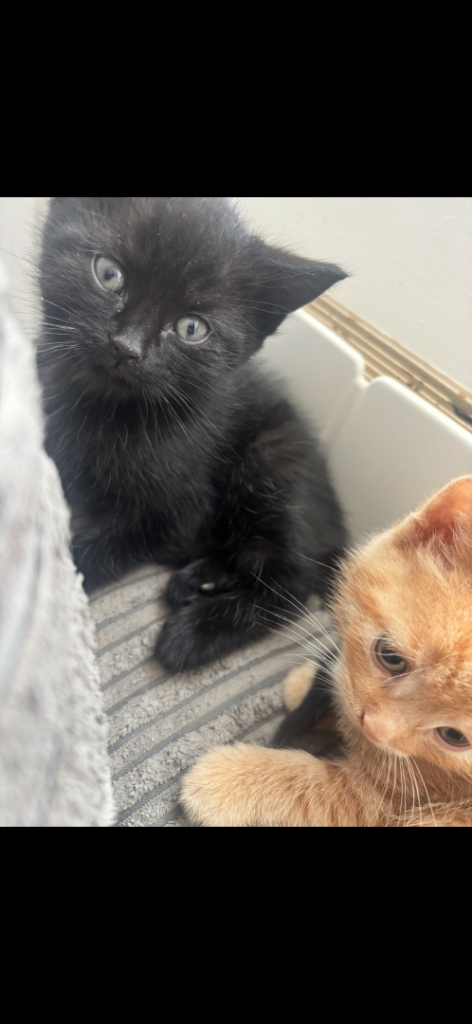 Kittens ready for new homes 