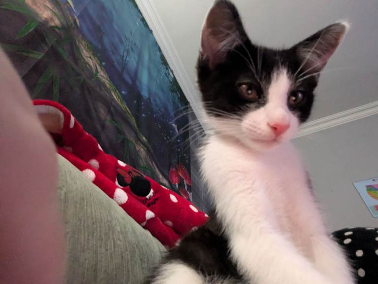 Beautiful affectionate, playful, loving 3month old male