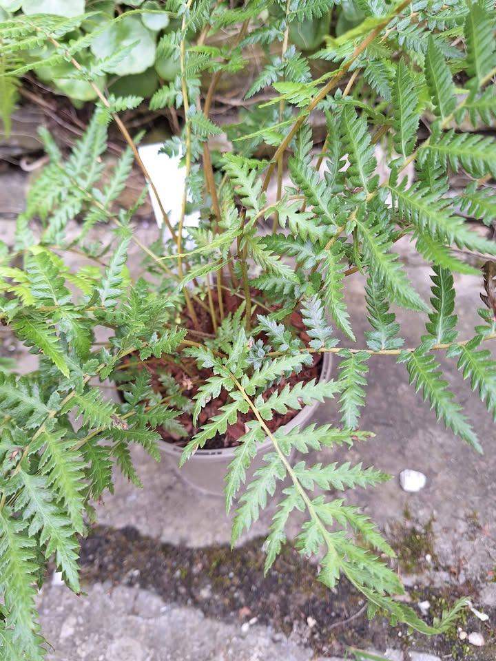 Tree Fern Dicksonia Antarctica Plant