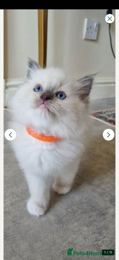 Ragdoll kitten