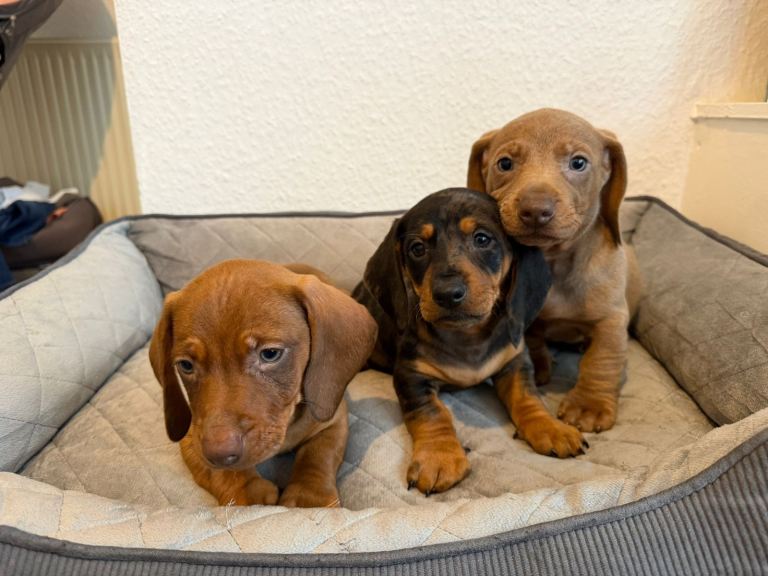 Miniature Dachshund puppies 
