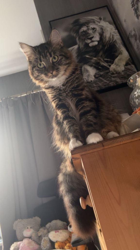 Maine Coon Cross