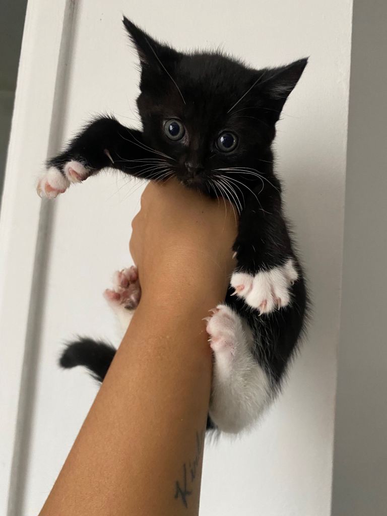 Kitten for sale 