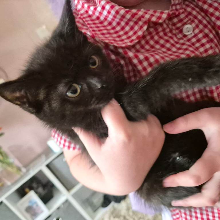 One playful male kitten left  ready now