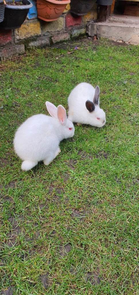 Rabbits babies bunnies 