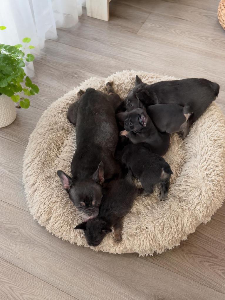 Frenchies for Sale