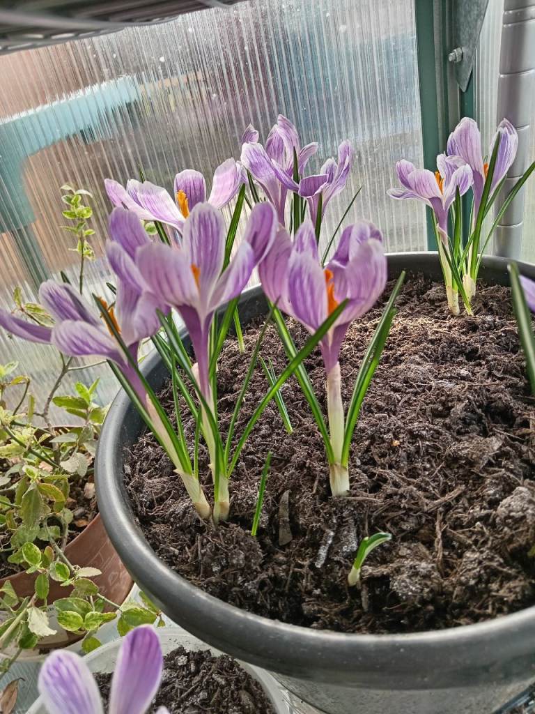 Plant pots