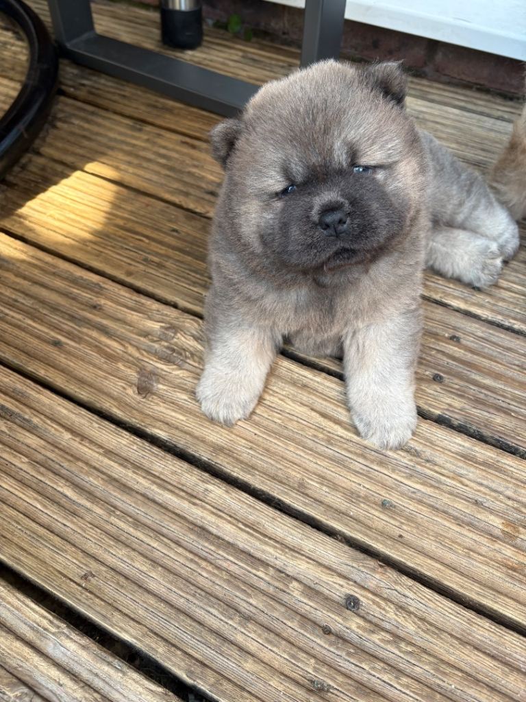 🧸🐾Kc registered Chow chow puppies 🧸🐾