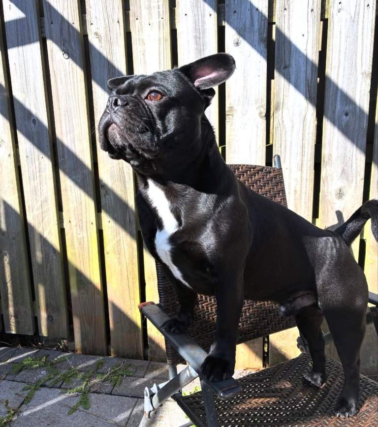 Puppies 3/4 french bulldog 1/4 pug 