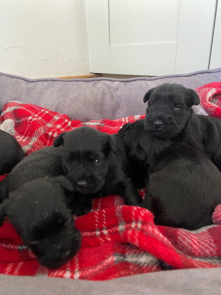 A gorgeous litter of 5 KC registered Miniature Schnauzer puppies