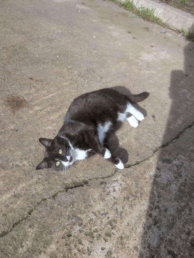 3 year old female cat