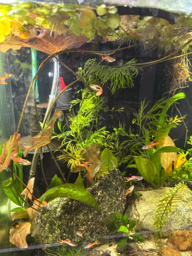 Endler Guppies males or females 