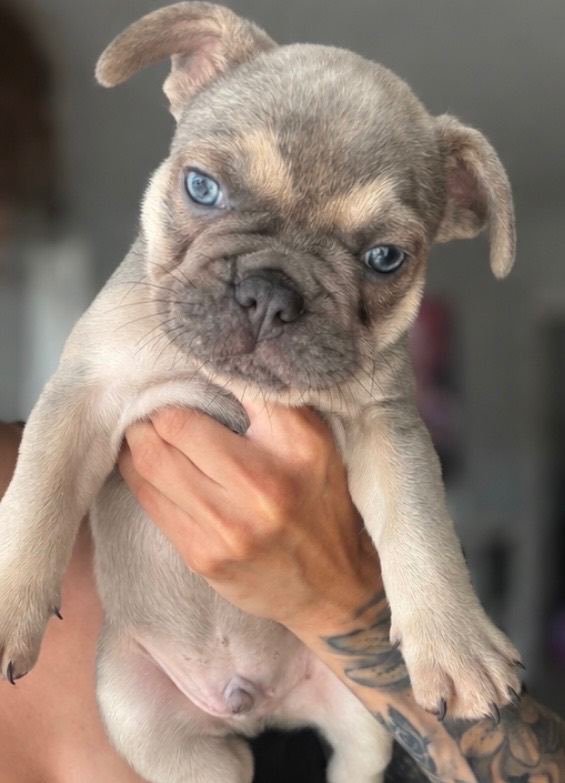 🐾 Ready to Leave Now! - French Bulldog Puppies 🐾