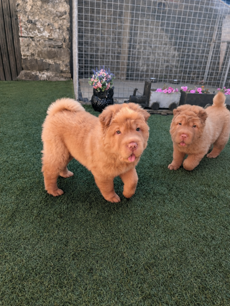SHAR PEI (Rare Bear Coat Pups) 2 Males Left