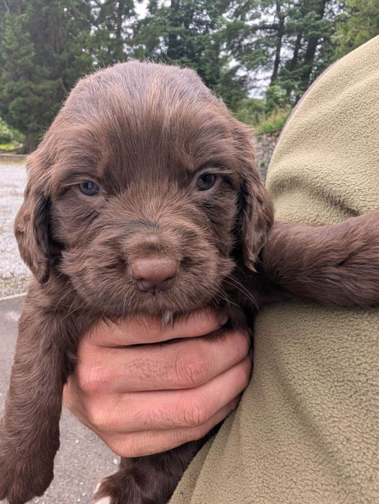 Springador puppies 