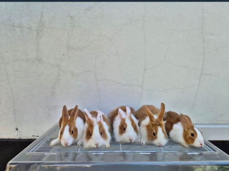 Rabbits for Sale