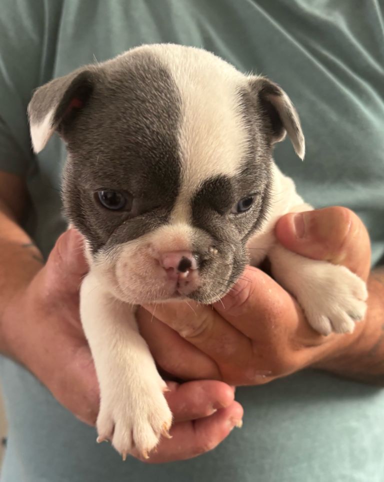 LAST 2 REDUCED £750 Beautiful Pied KC Reg French Bulldogs