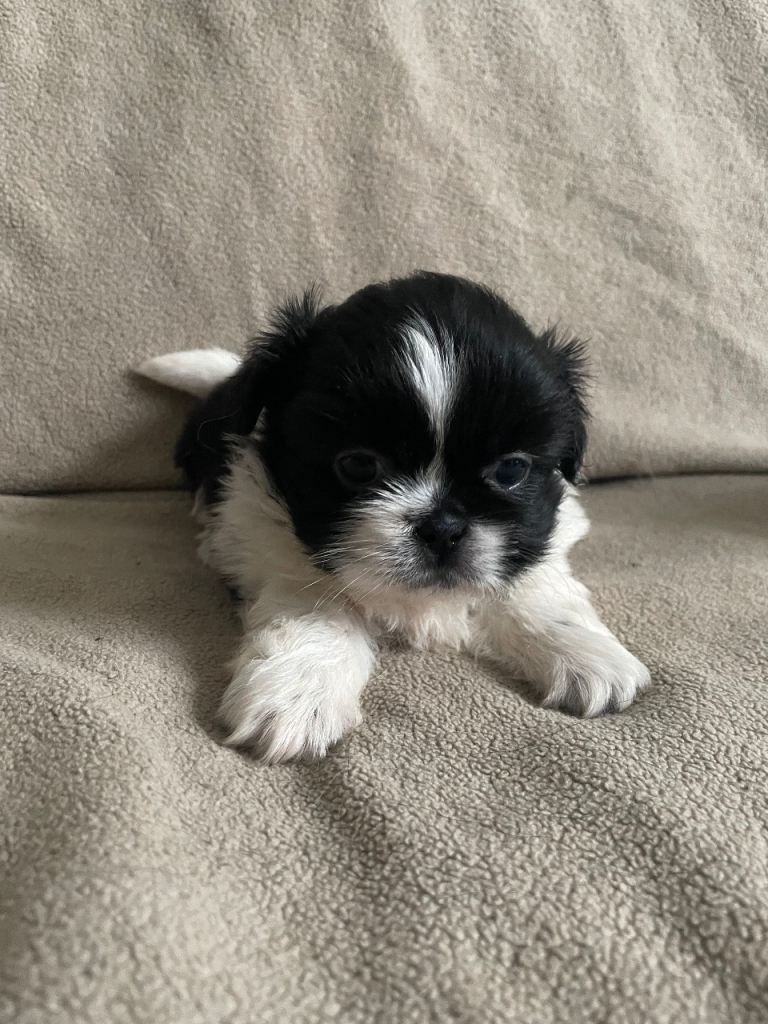 KC pedigree Shihtzu puppies for sale Karashishi Imperial lines