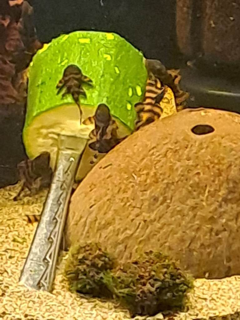 Tropical Fish