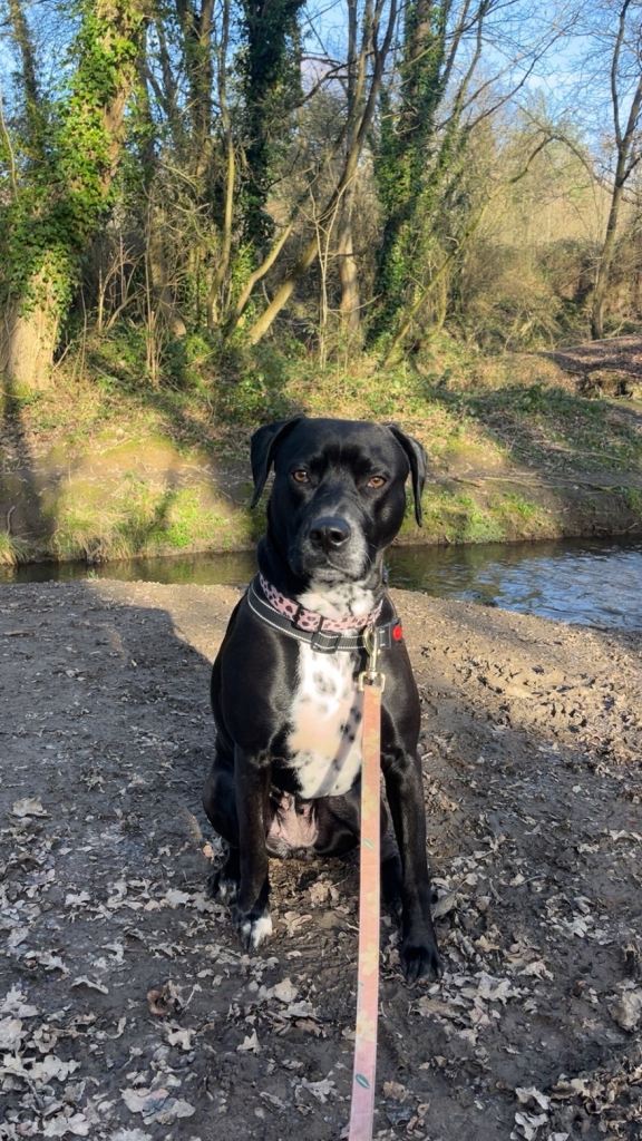2 year old Labrador x Dalmation