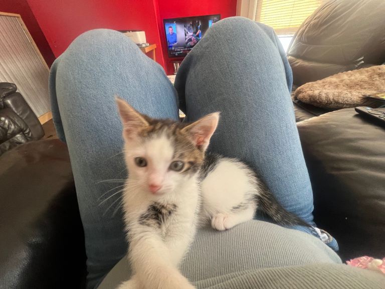 Kitten a boy 
