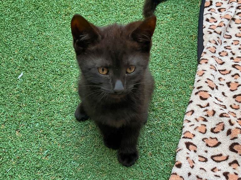 Female Kittens for Sale. Ready Now for Loving Homes  