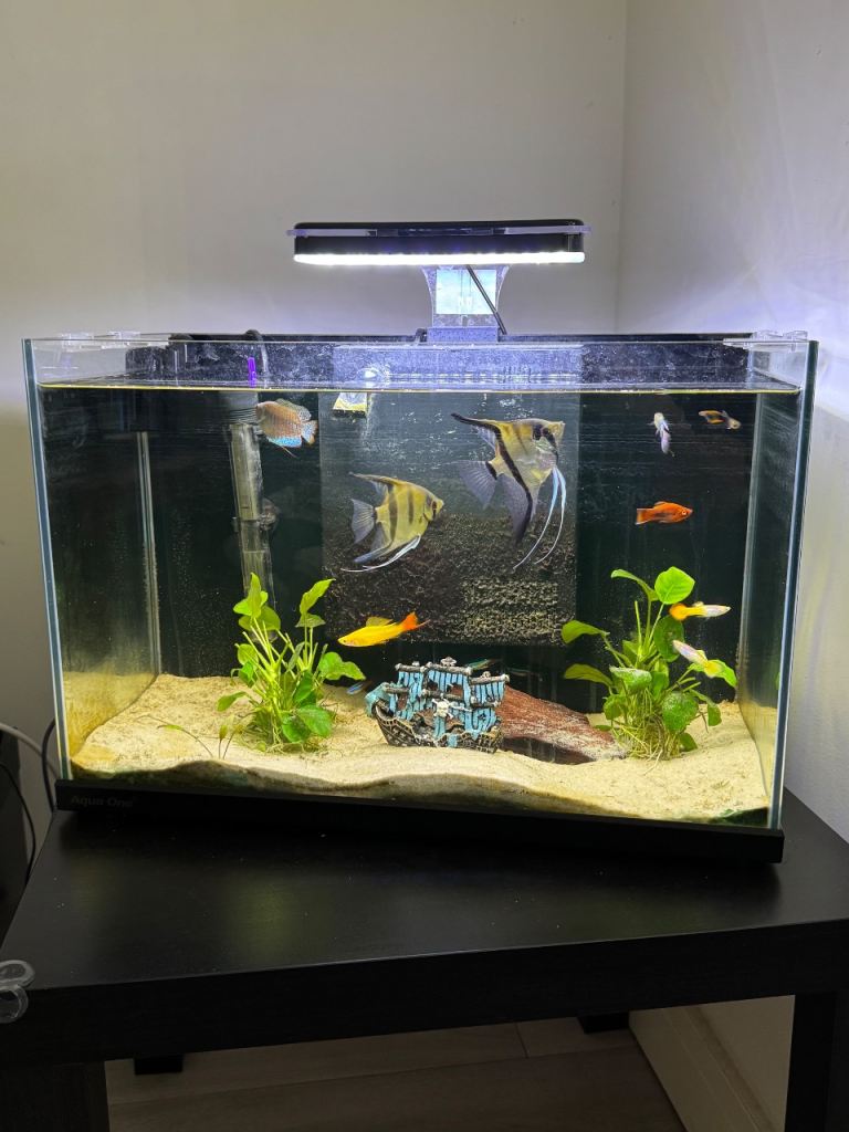 Tropical Fish Tank Including Fish 