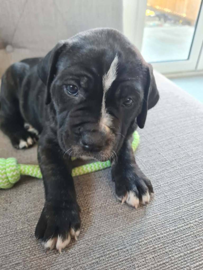 Female cane corso