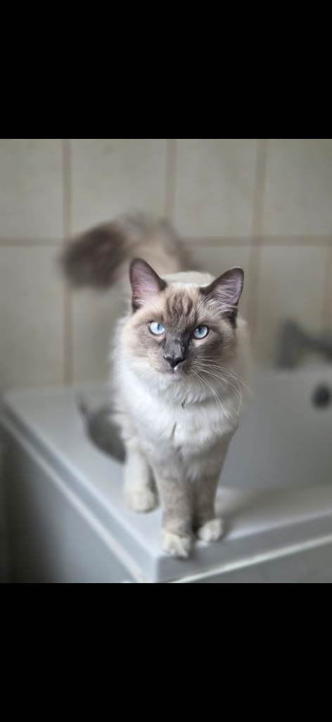Ragdoll cat