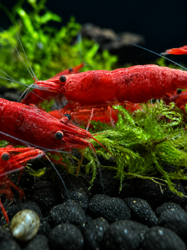 Cherry shrimp £1 each!!!