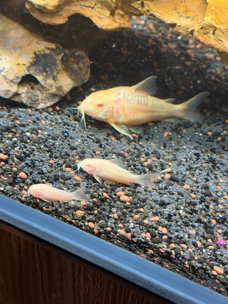 Tropical fish