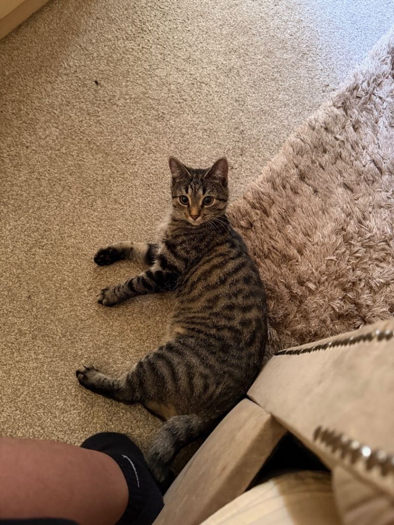 Cat