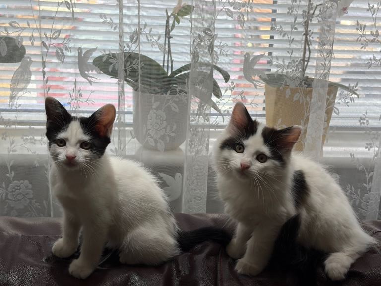Male kitten