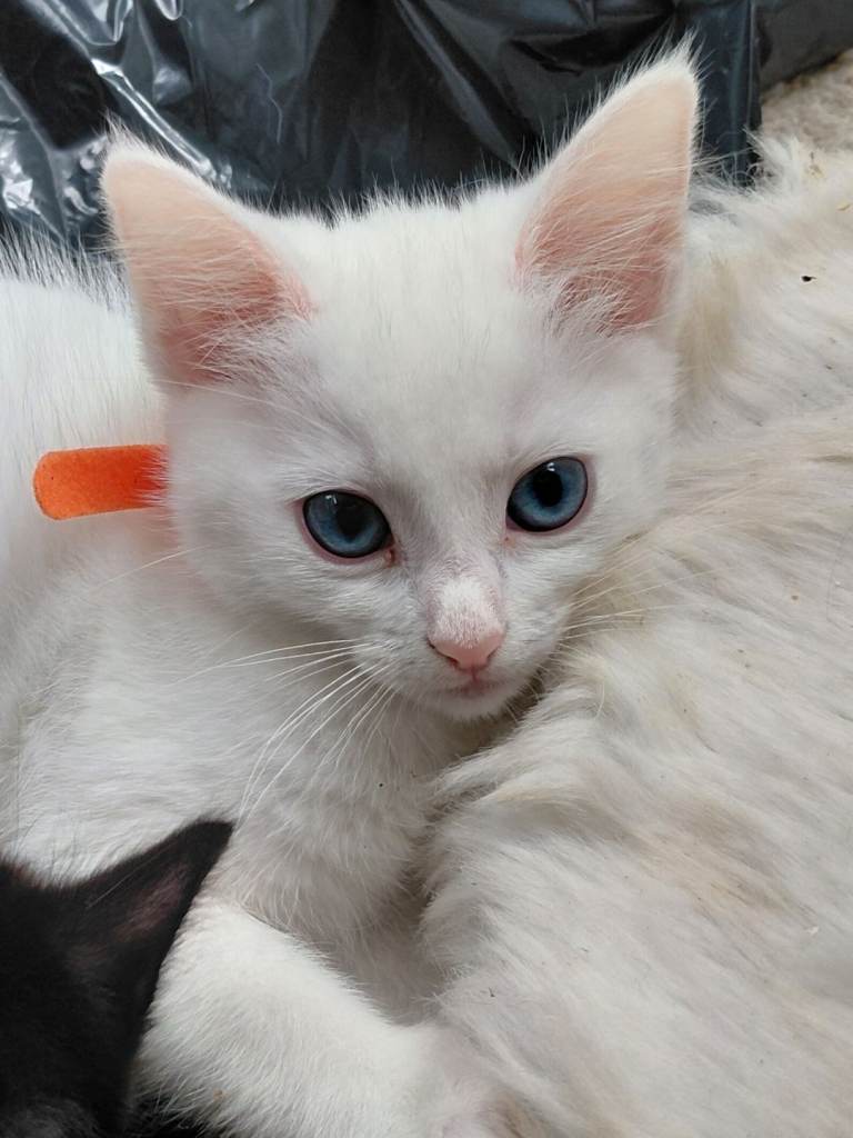 Ragdoll X. Mam is my white girl, dad is my blue mitted Ragdoll.