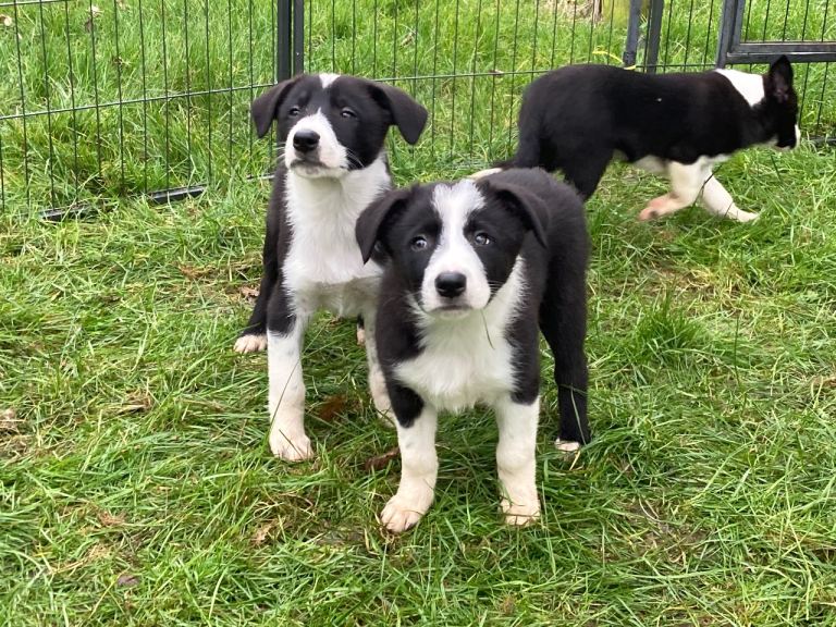 Border Collie pups