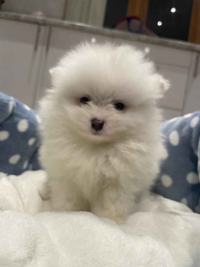 Gorgeous Pomeranian puppies for sale 