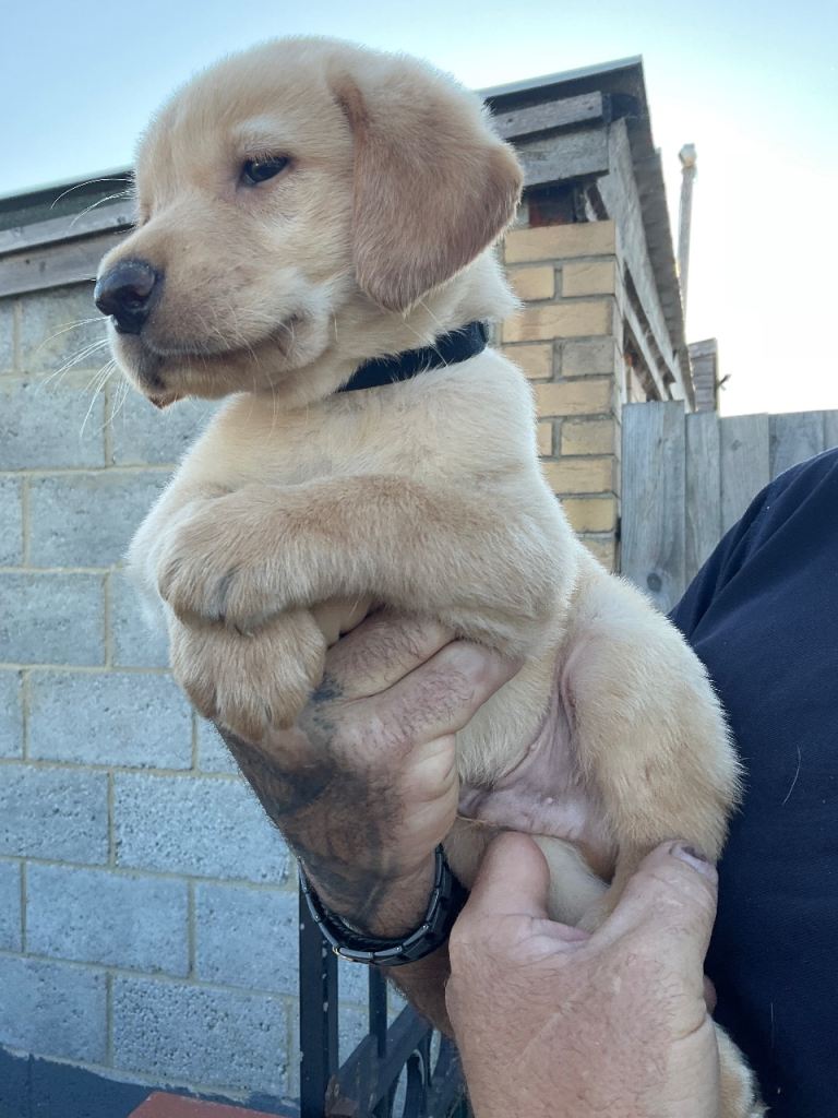 Labrador puppies KC registered 