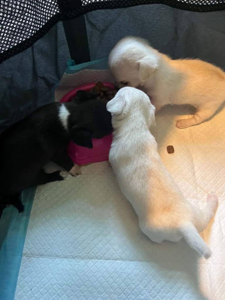 Full predigree chihuahua pups 