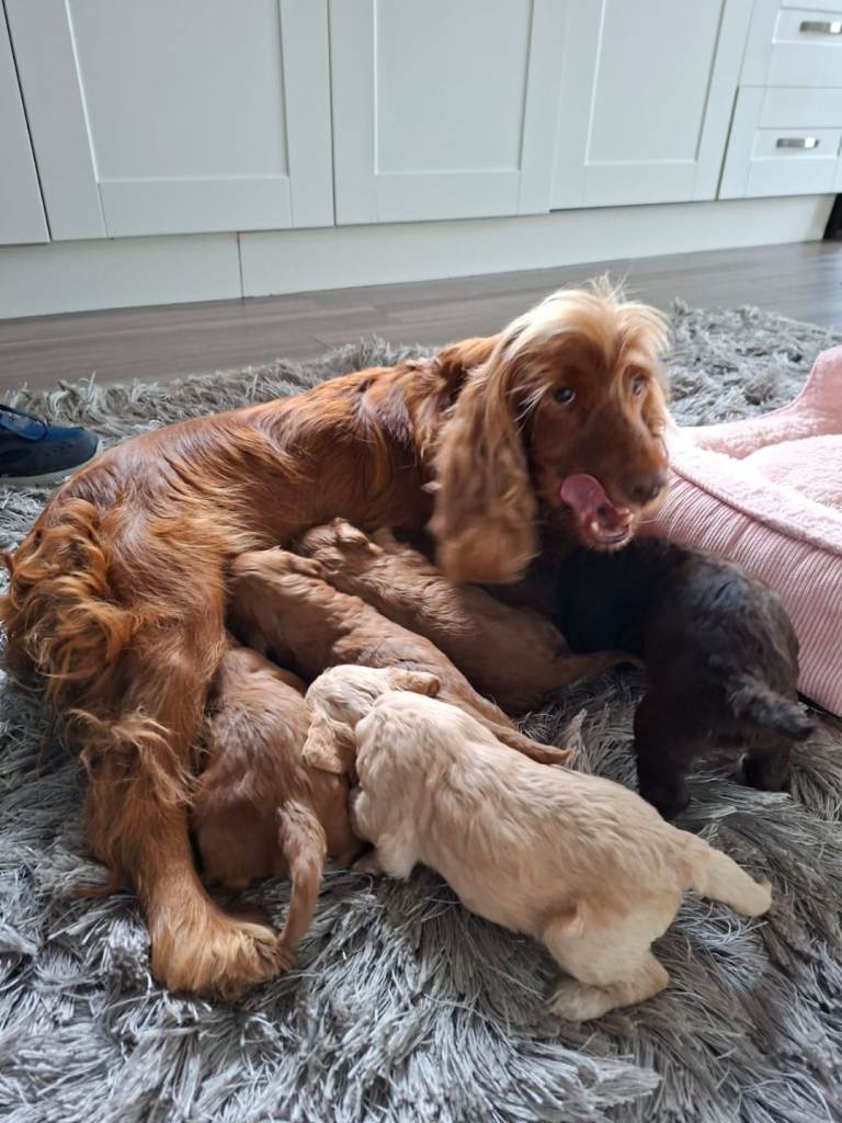 F1 Cockapoo puppies 