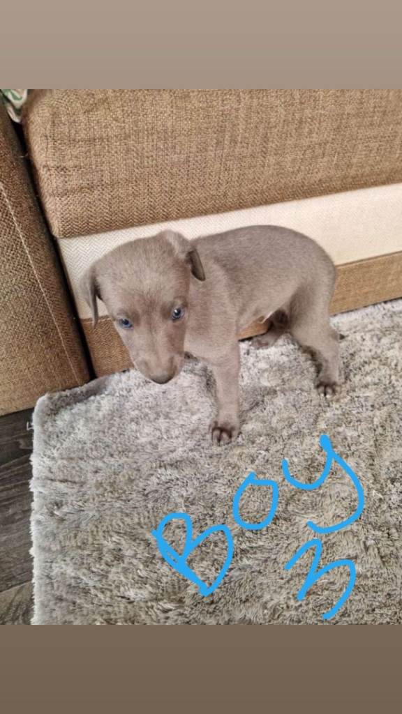 Whippet puppies 